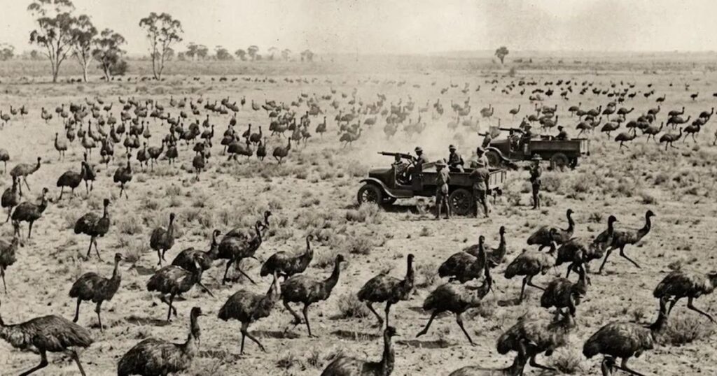 perang melawan burung emu