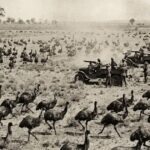 Australia Pernah Berperang Melawan Burung Emu