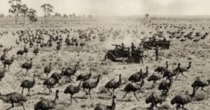 perang melawan burung emu