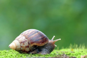 siput bisa tidur 3 tahunn bejirrr