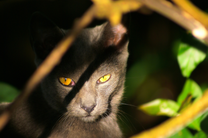 kucing hitam madepp
